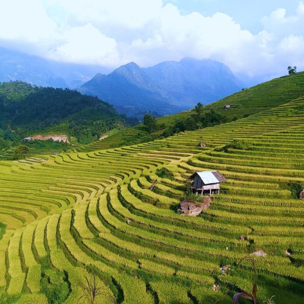 TRL Sapa autumn rice terraces